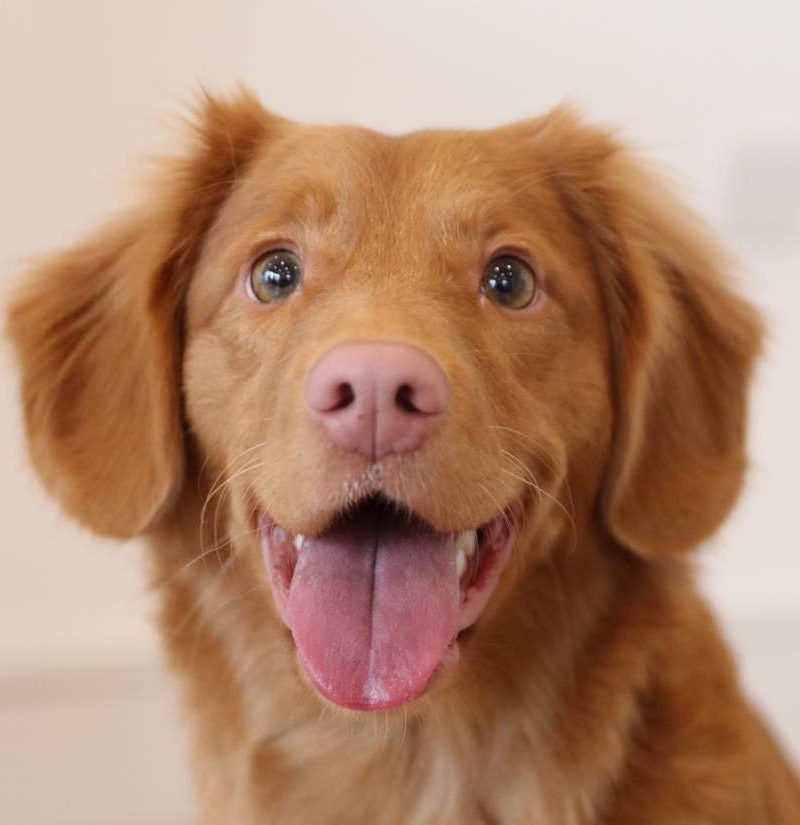 Tax Deductible Donations Support the HPR Mission