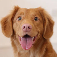 Tax Deductible Donations Support the HPR Mission